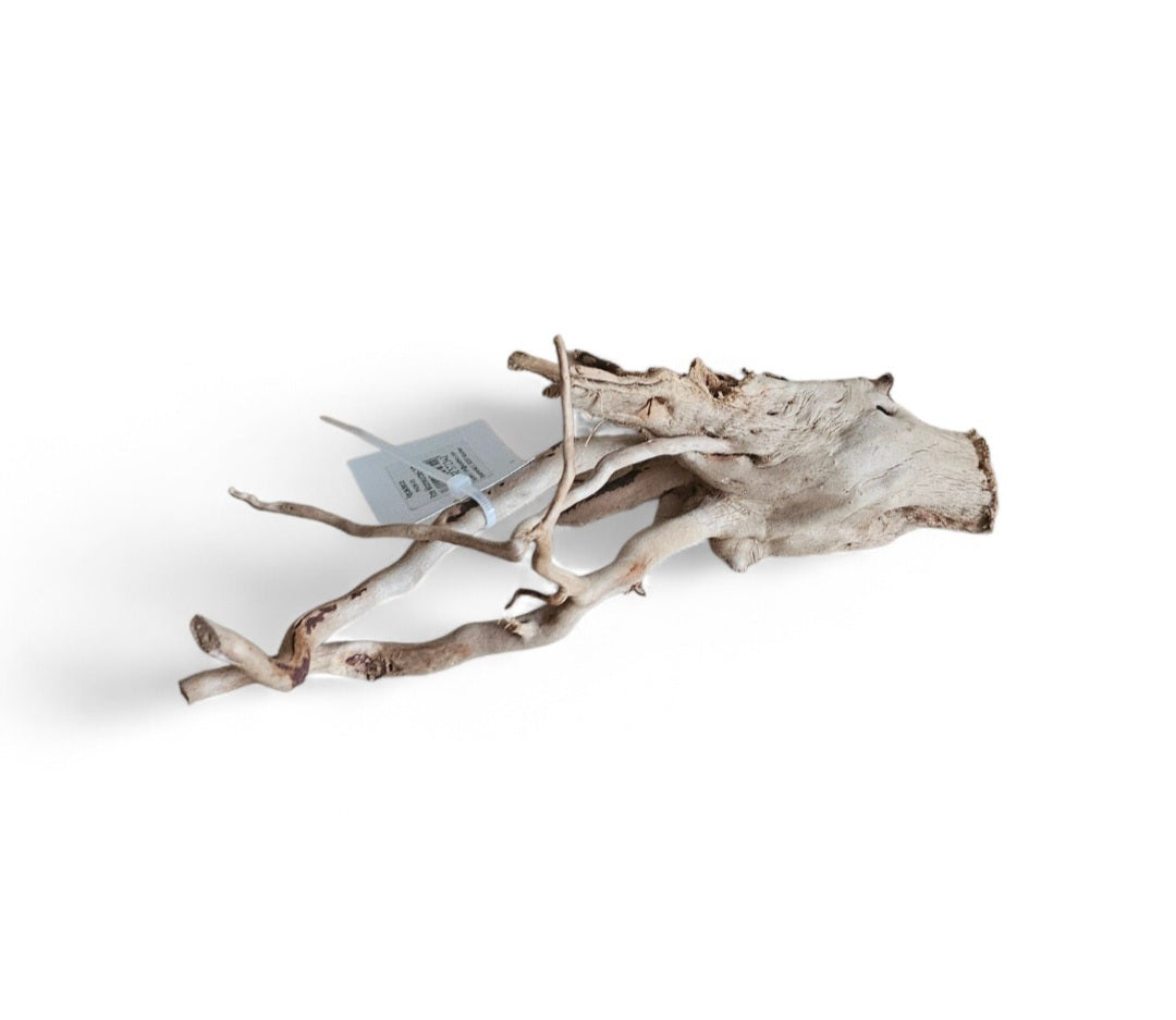 Rote Moorwurzel / Fingerwurzel Größe S Nr.909