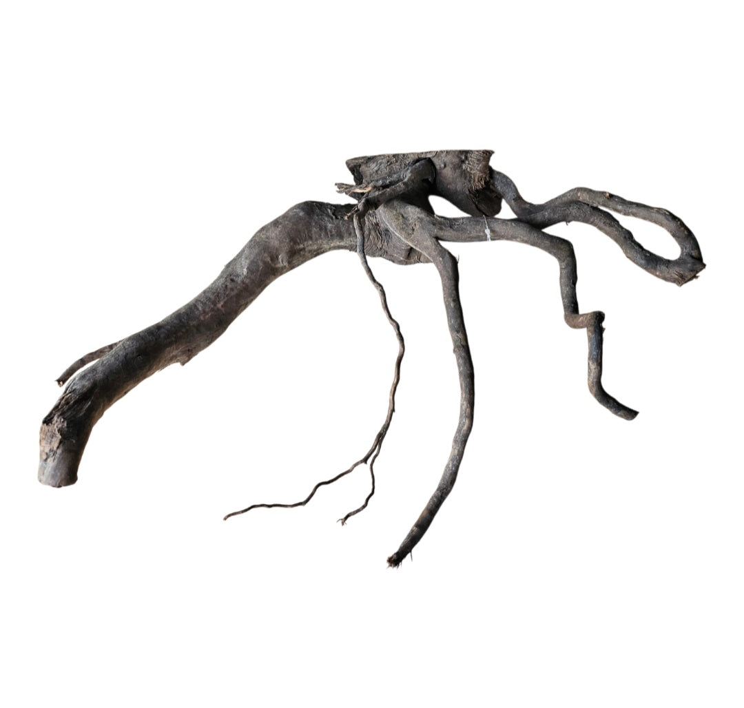 Schwarze Moorwurzel L (40-45 cm) Wurzel 135