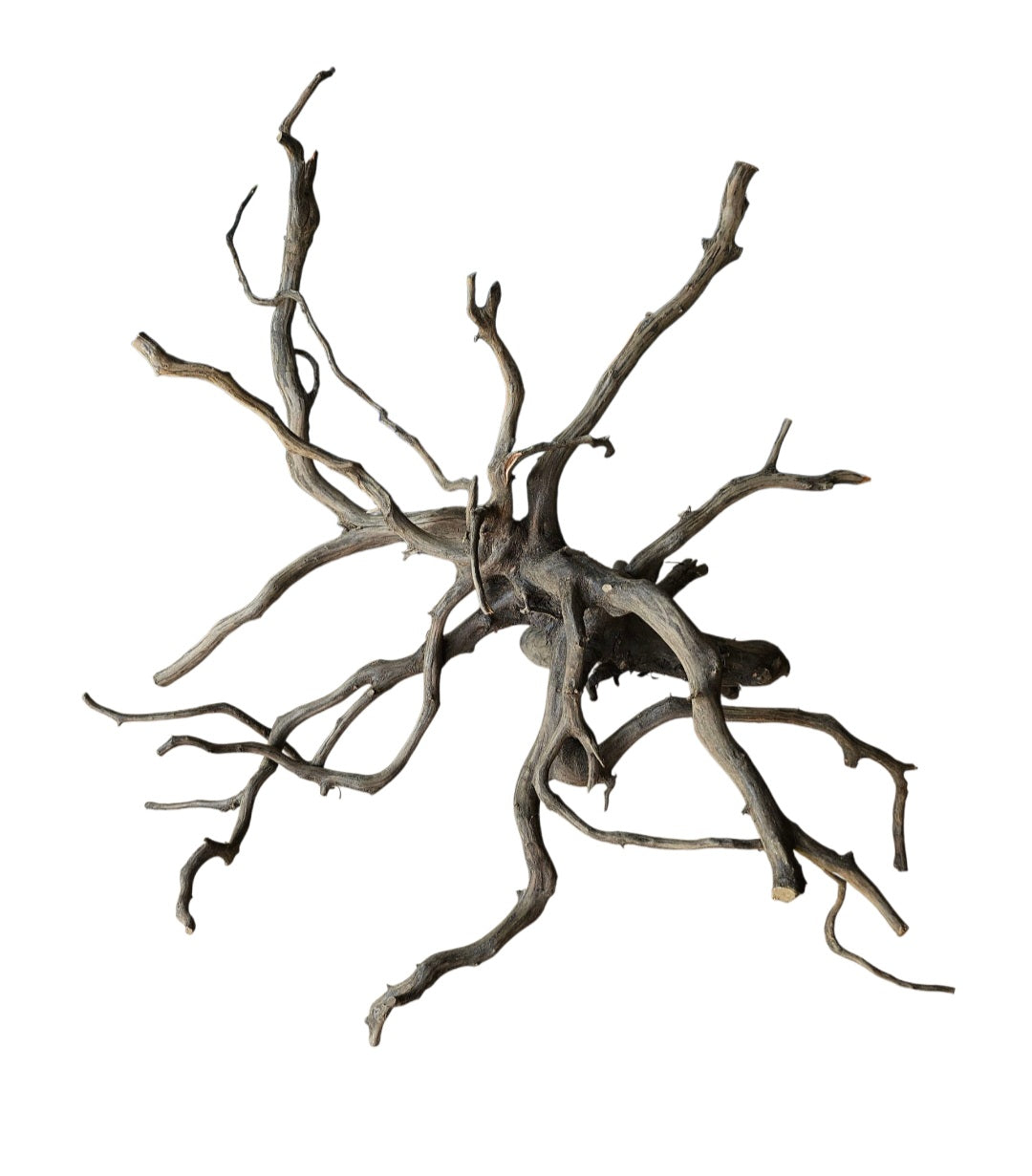 Rasamala Black Scaper Root Nr.769