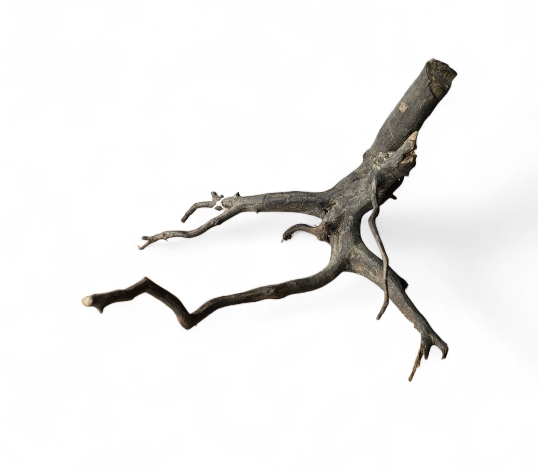 Black Root M Wurzel317