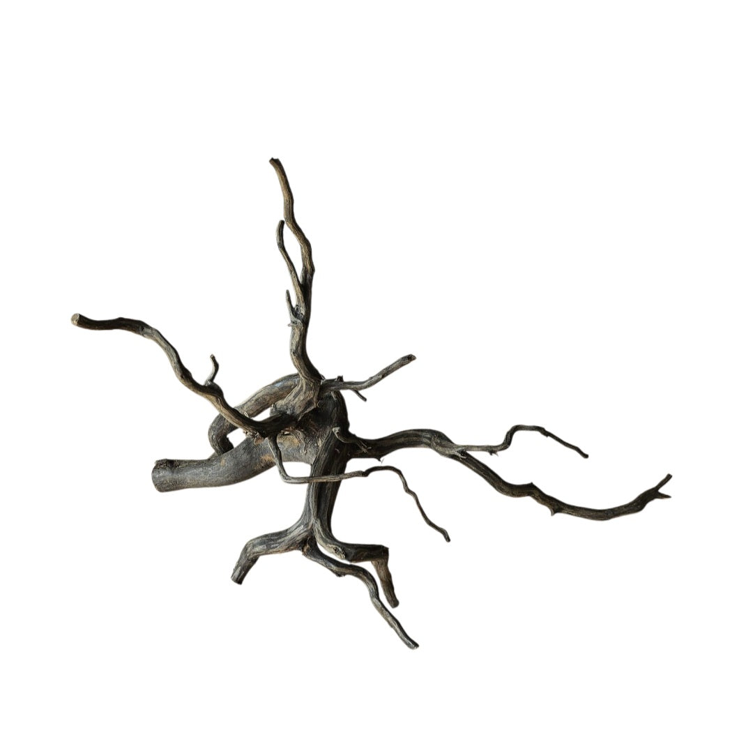 Rasamala Black Scaper Root Nr.831