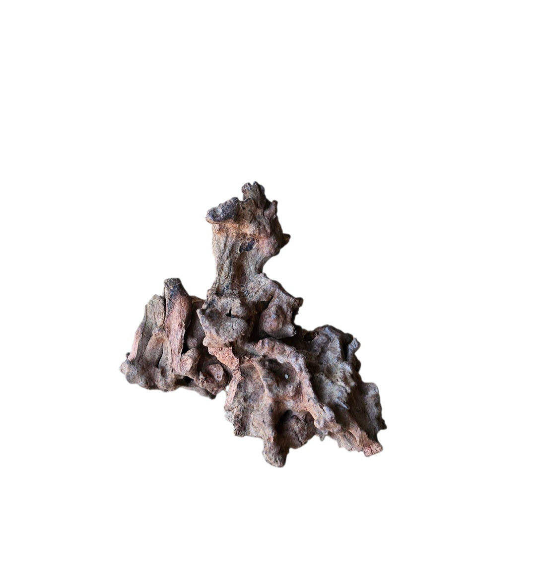 Coral Sinker Wood Nr.558