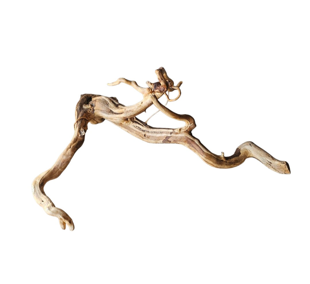 Rote Moorwurzel / Fingerwurzel Größe L Nr.96