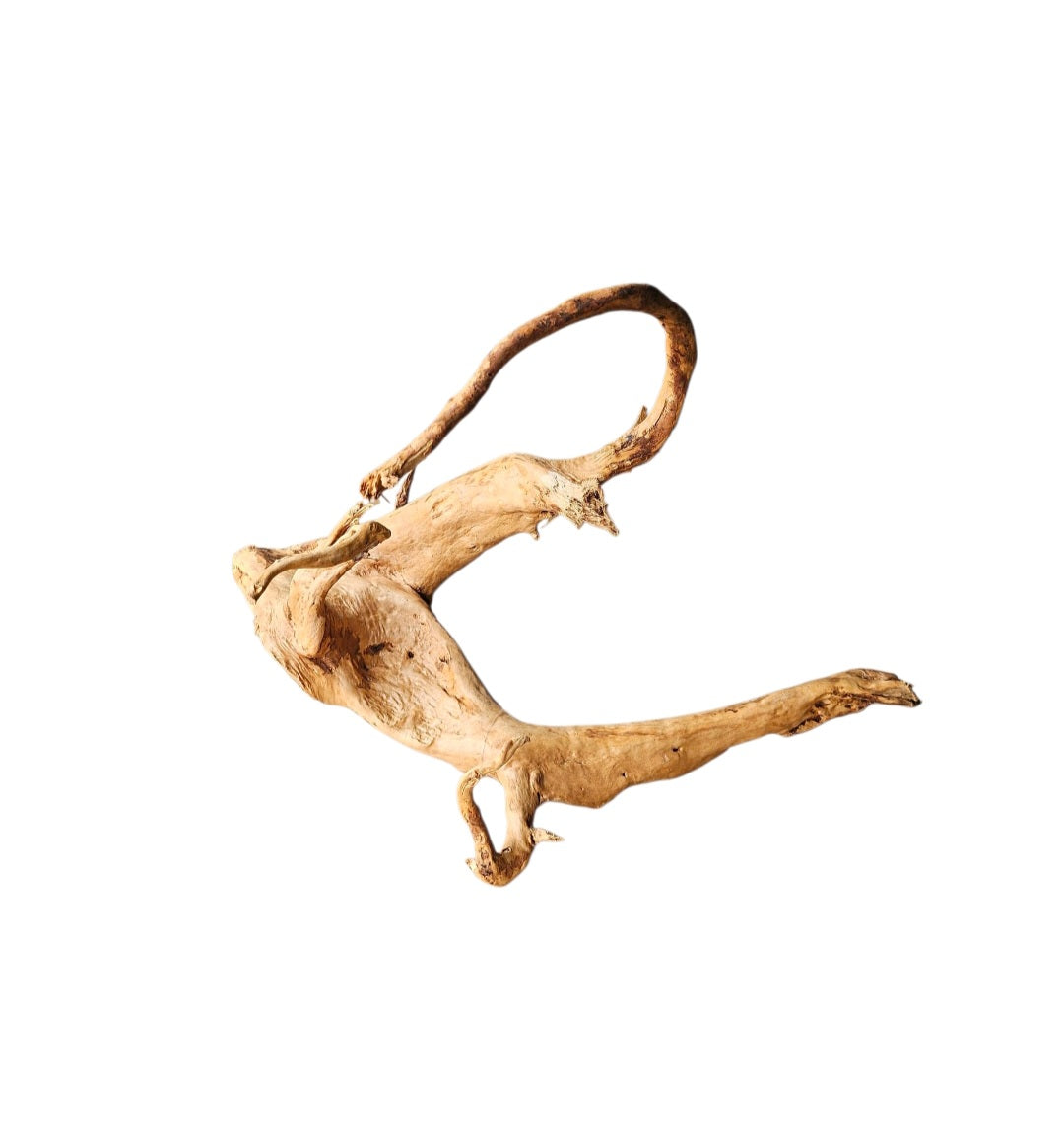 Rote Moorwurzel / Fingerwurzel Größe M Nr.907