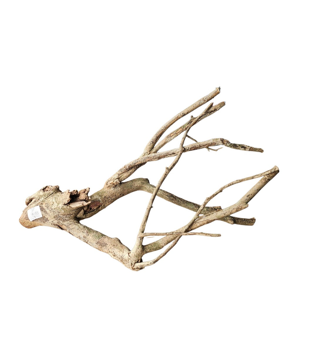 Talawa Holz/Wood 30-45cm Nr. 234