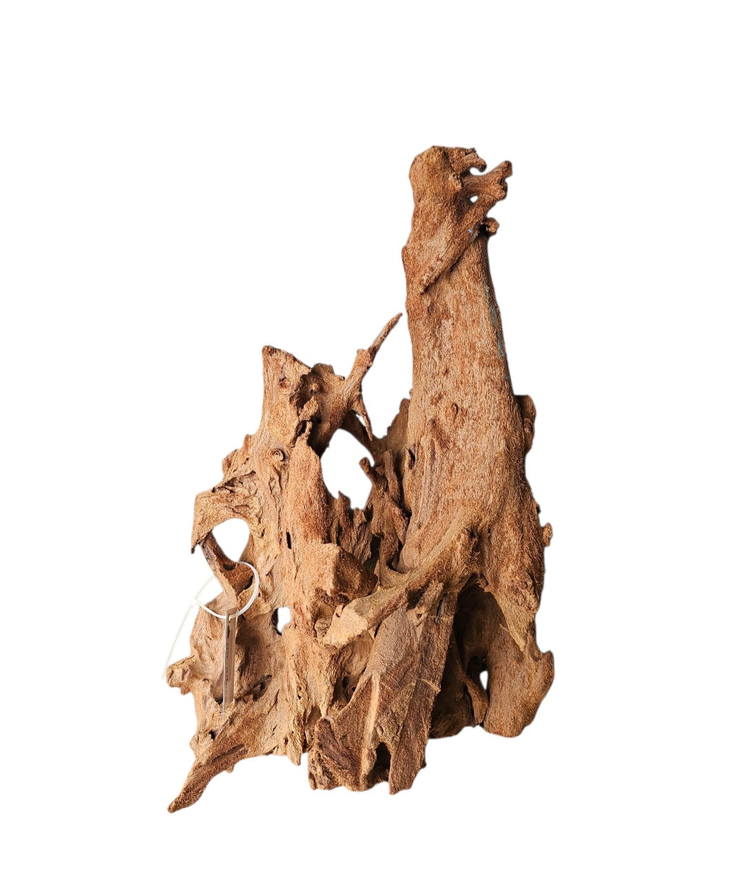 Mangrove Größe XL / Nr.24