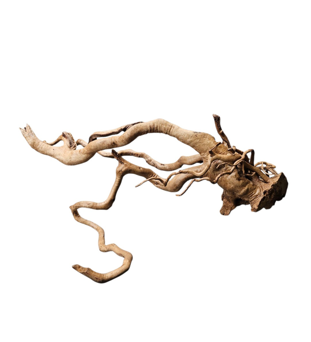 Rote Moorwurzel / Fingerwurzel Größe XXL Nr.178