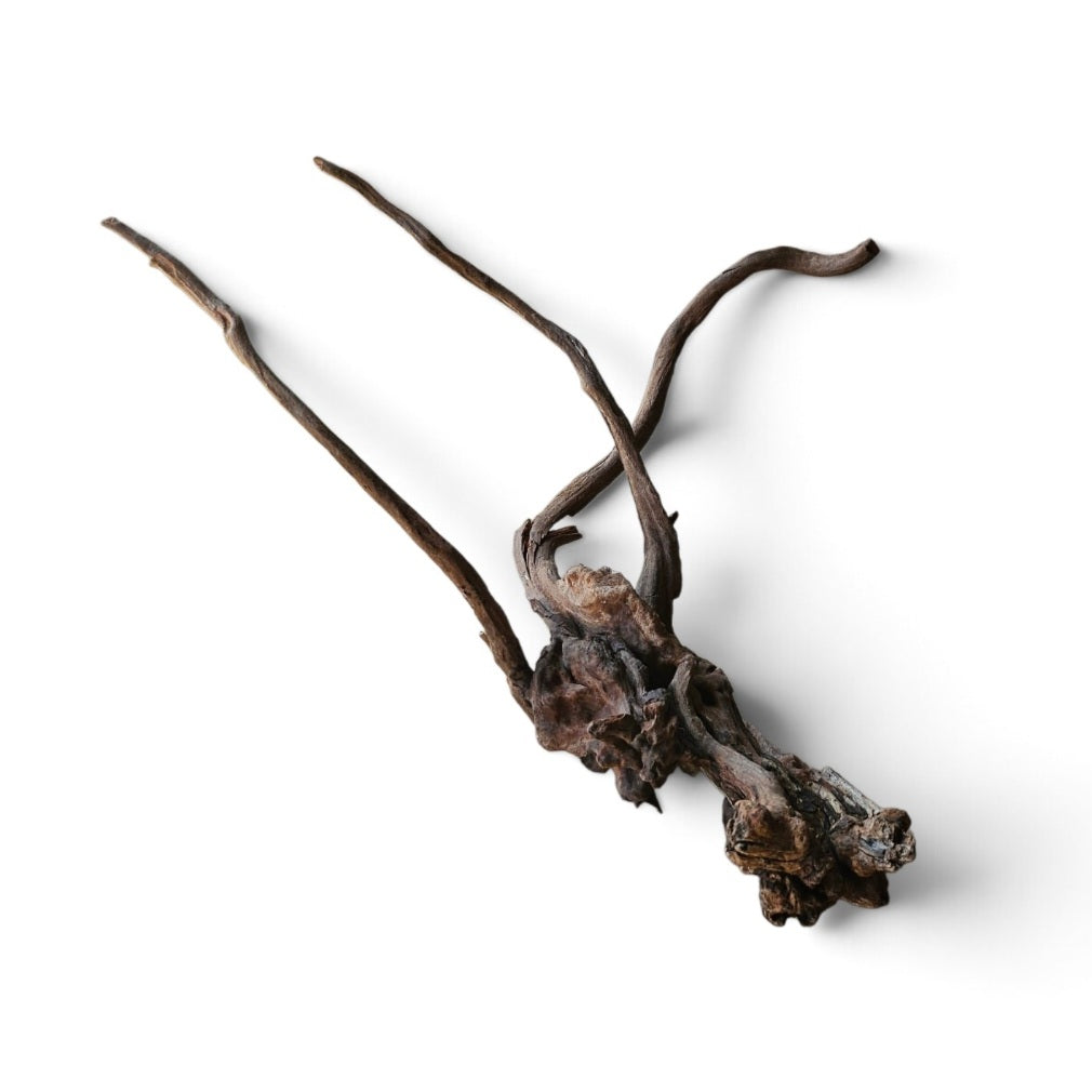 Coral Sinker Wood Nr. 880