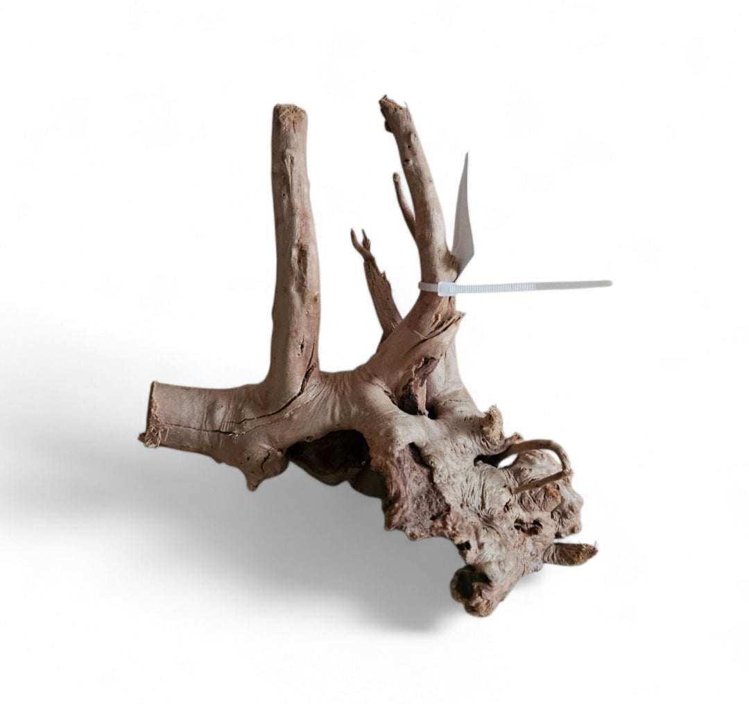 Rote Moorwurzel / Fingerwurzel Größe S Nr.906