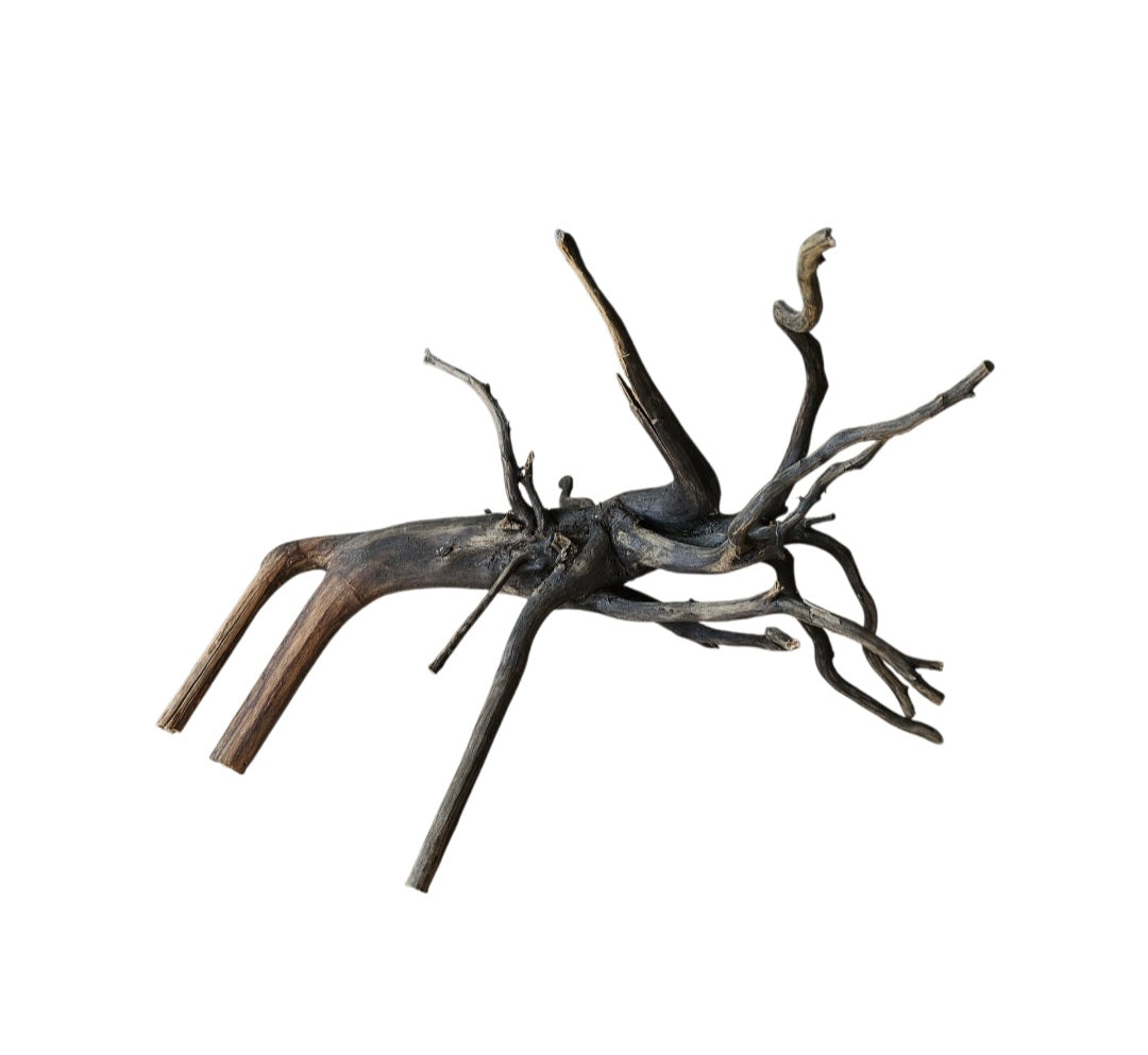 Rasamala Black Scaper Root Nr.767