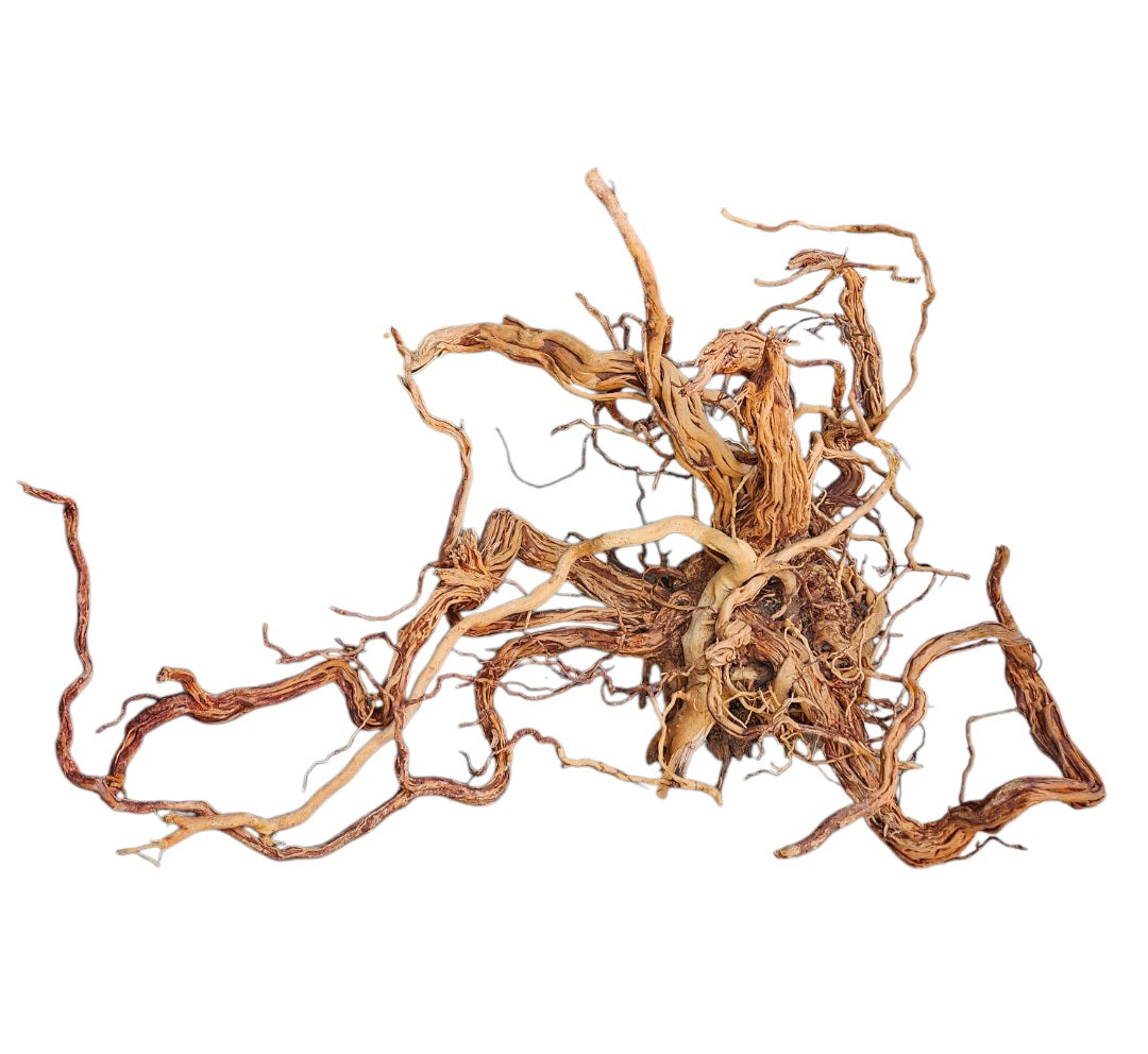 Dragon Wood / Curl Wood Wurzel315