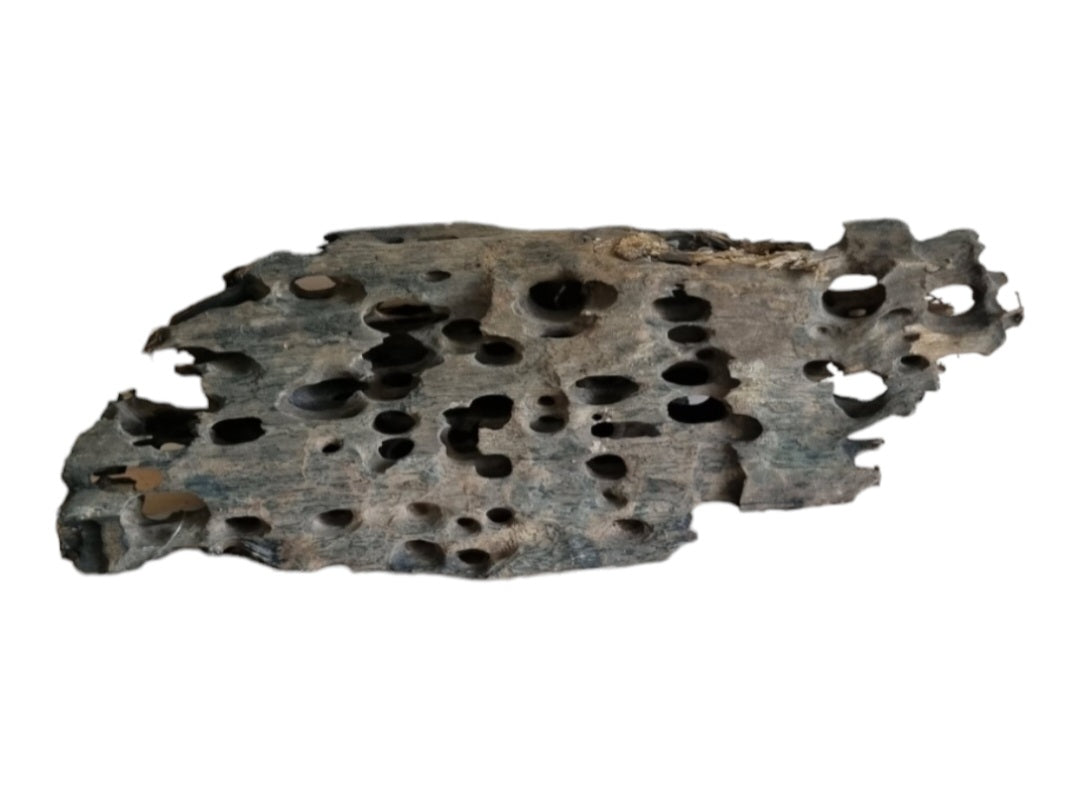 Drachenholz / Dragonwood XL Wurzel417