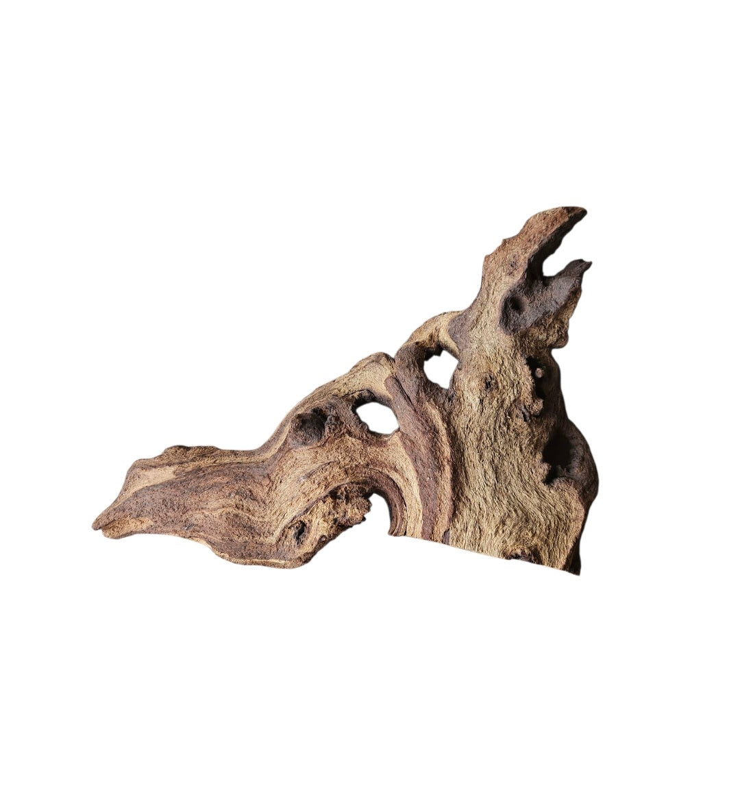 Mopani Wurzel Nr.729