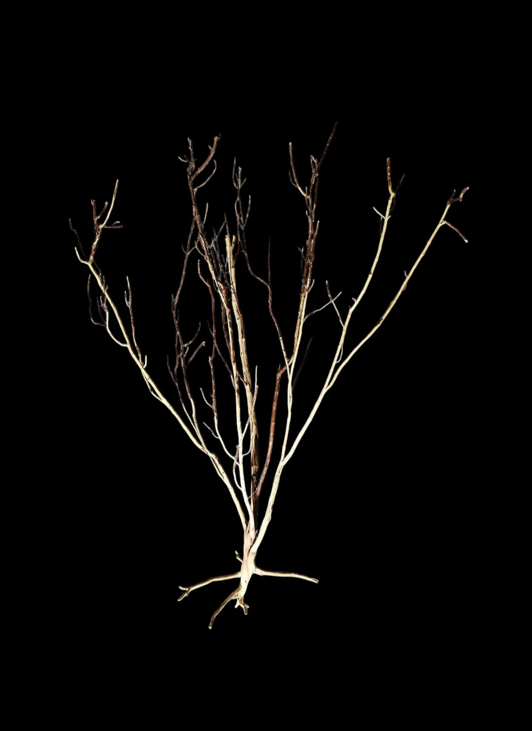 Ghost Wood XL Nr.860