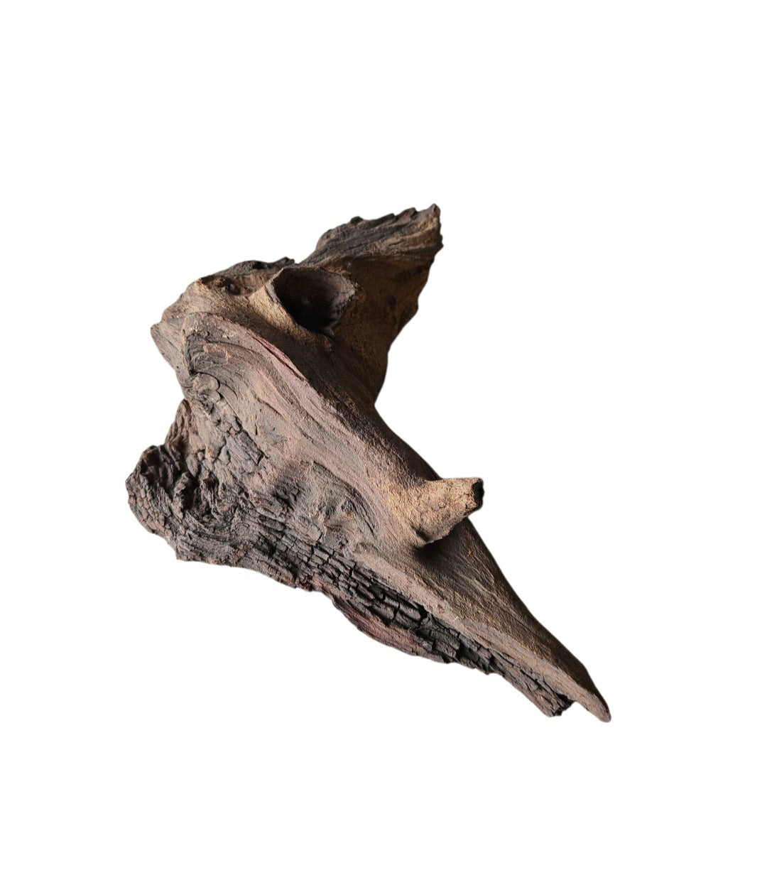 Mopani Wurzel Nr.731