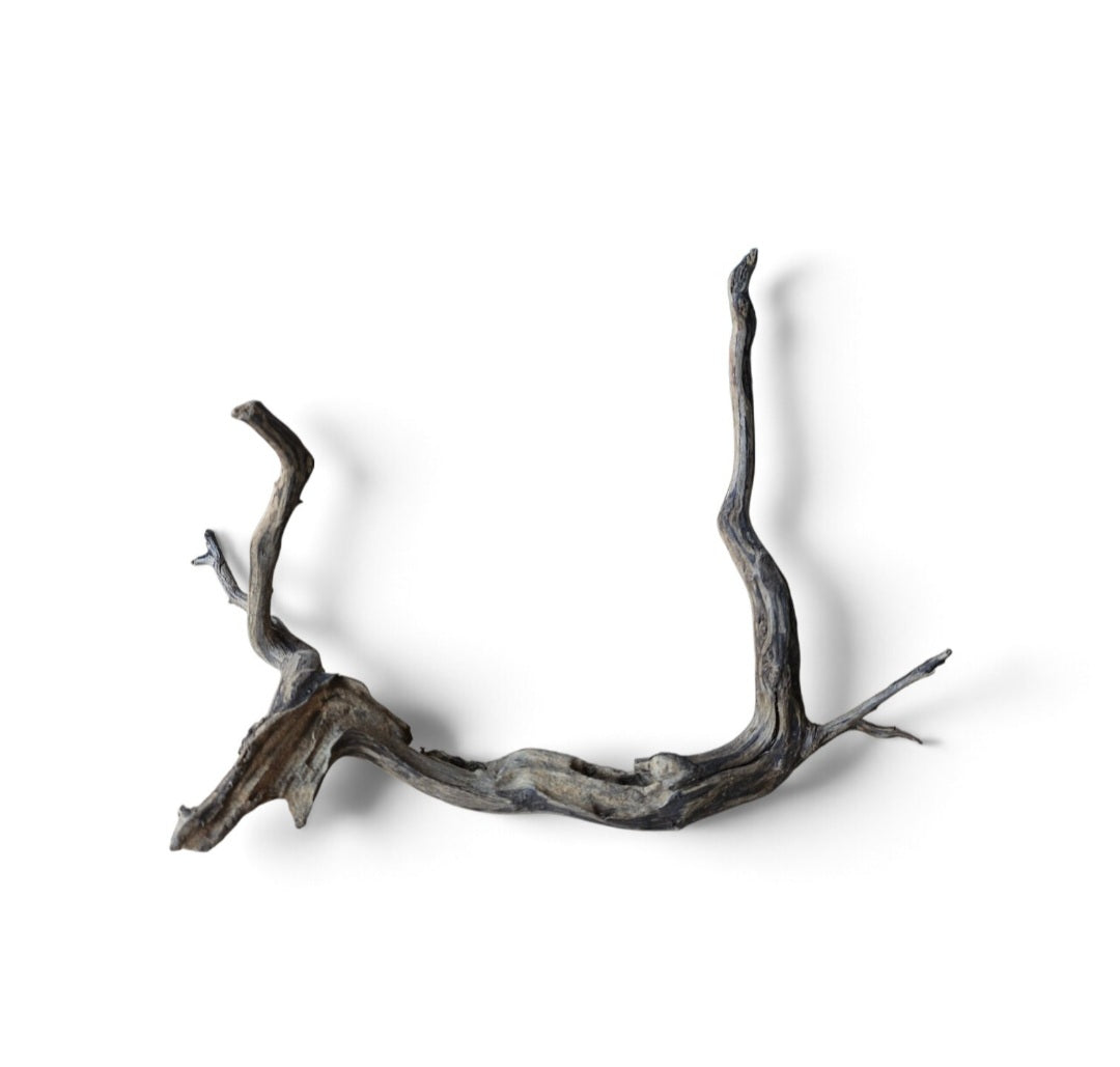 Black Root Nr. 285