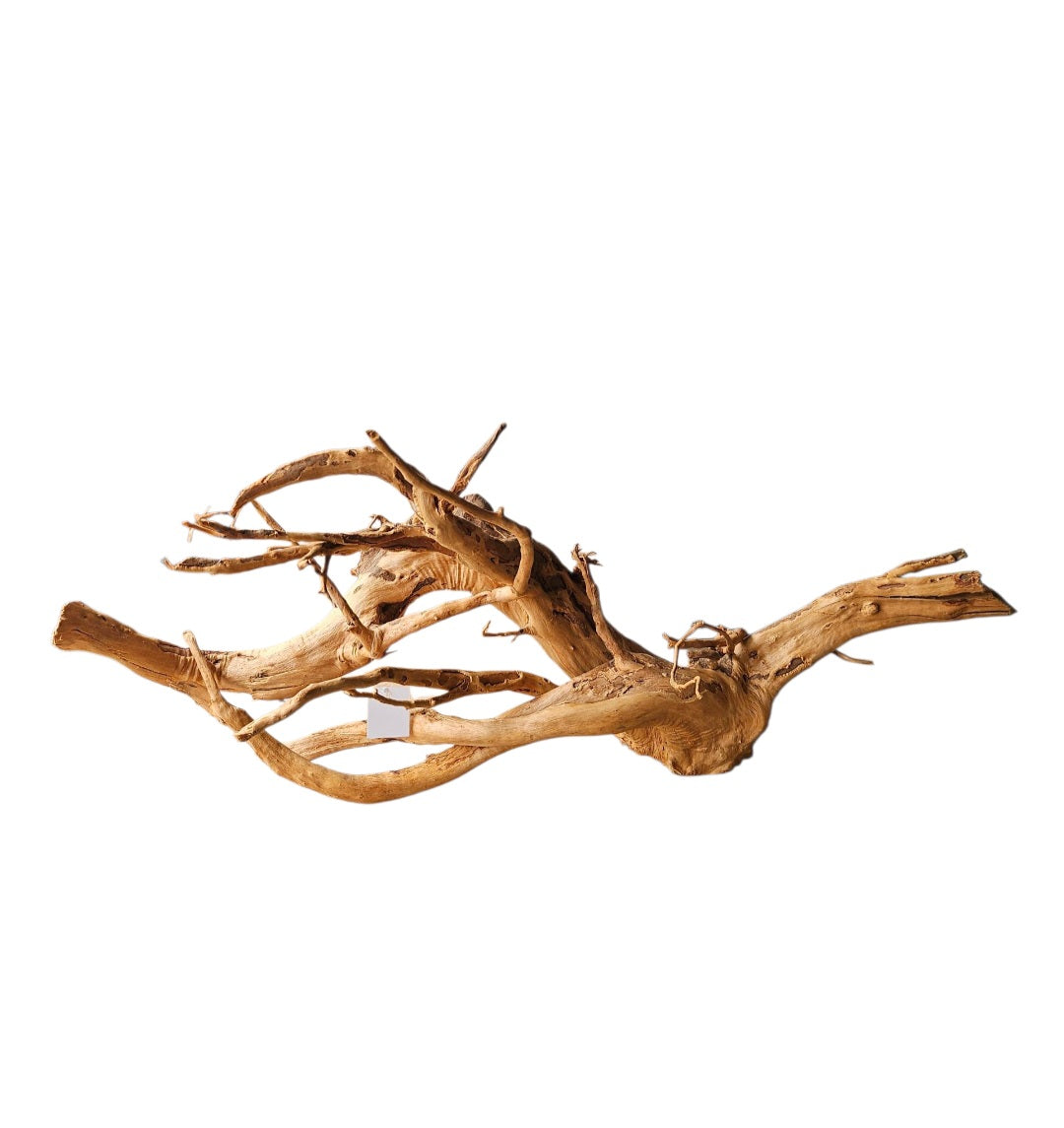 Rote Moorwurzel / Fingerwurzel Größe L Nr.321