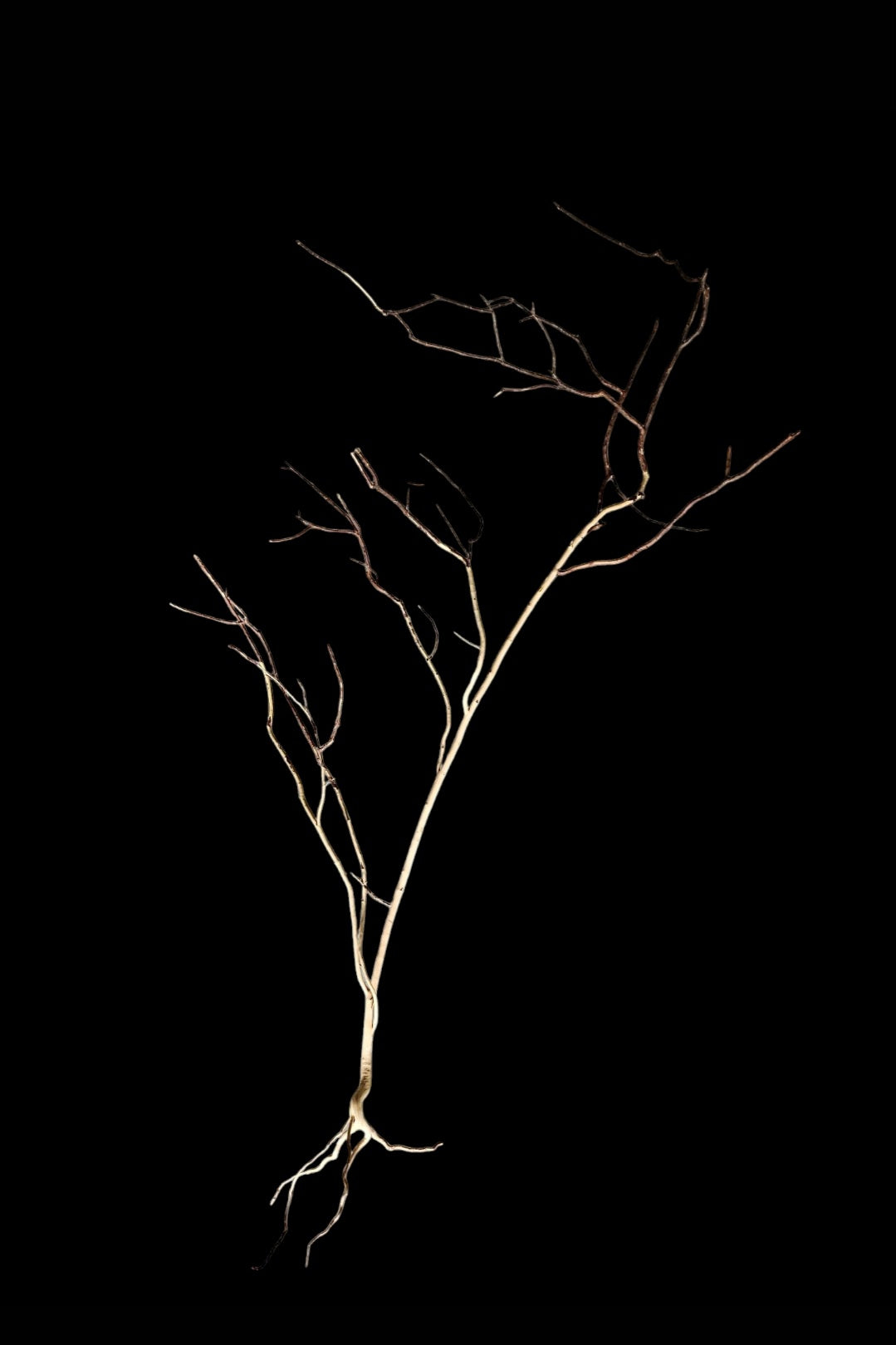 Ghost Wood XL Nr.863