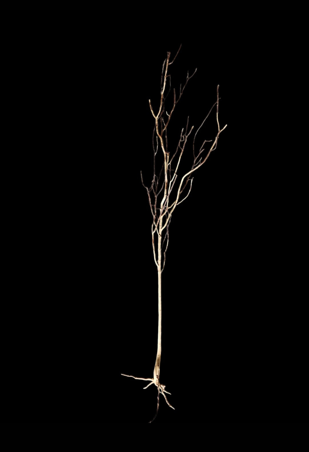 Ghost Wood XL Nr.862