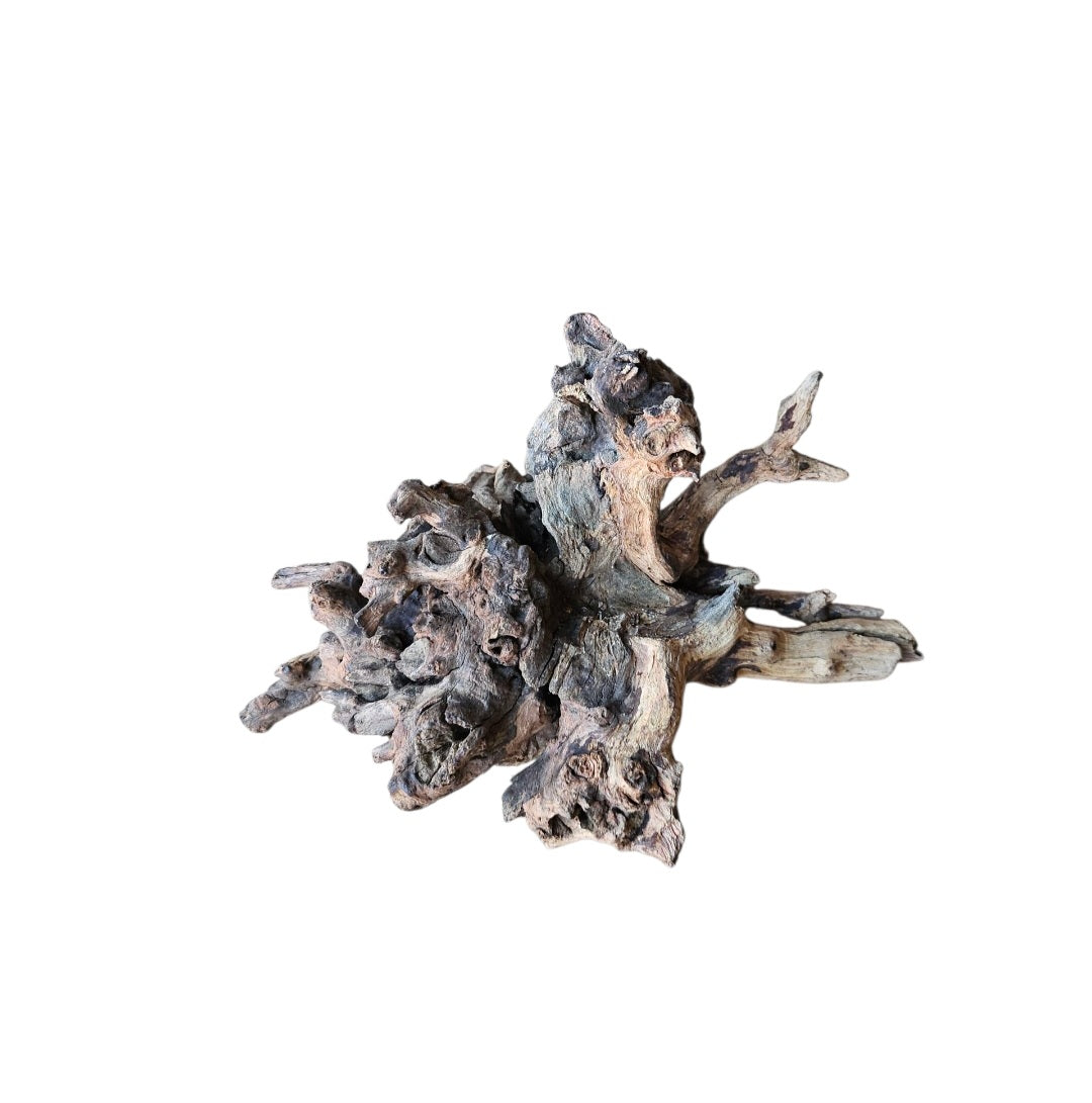 Coral Sinker Wood Nr.557