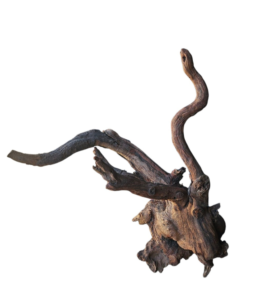 Driftwood / Flusswurzel Nr. 485