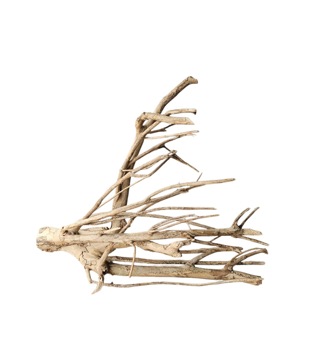 Talawa Holz / Wood 50-70 cm Nr.777