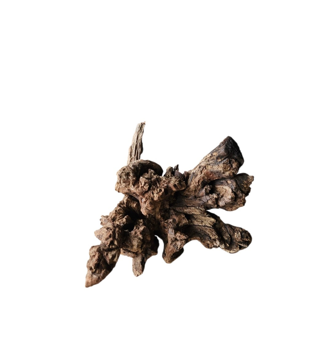 Coral Sinker Wood Nr. 887