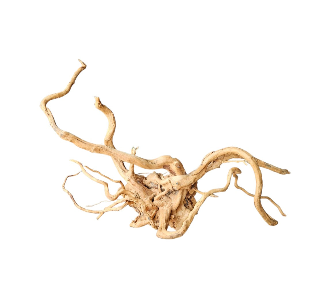 Rote Moorwurzel / Fingerwurzel Größe XL Nr.399