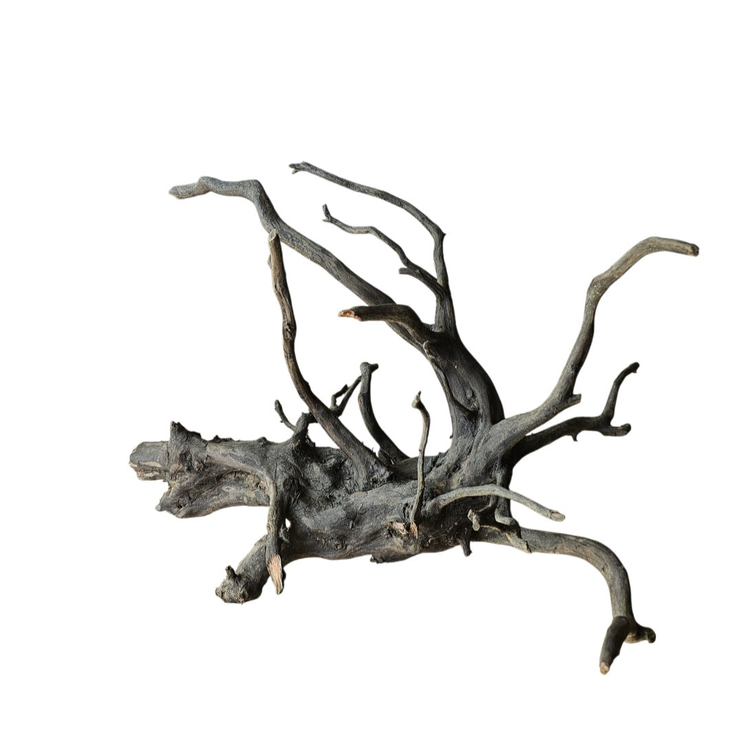 Rasamala Black Scaper Root Nr.829
