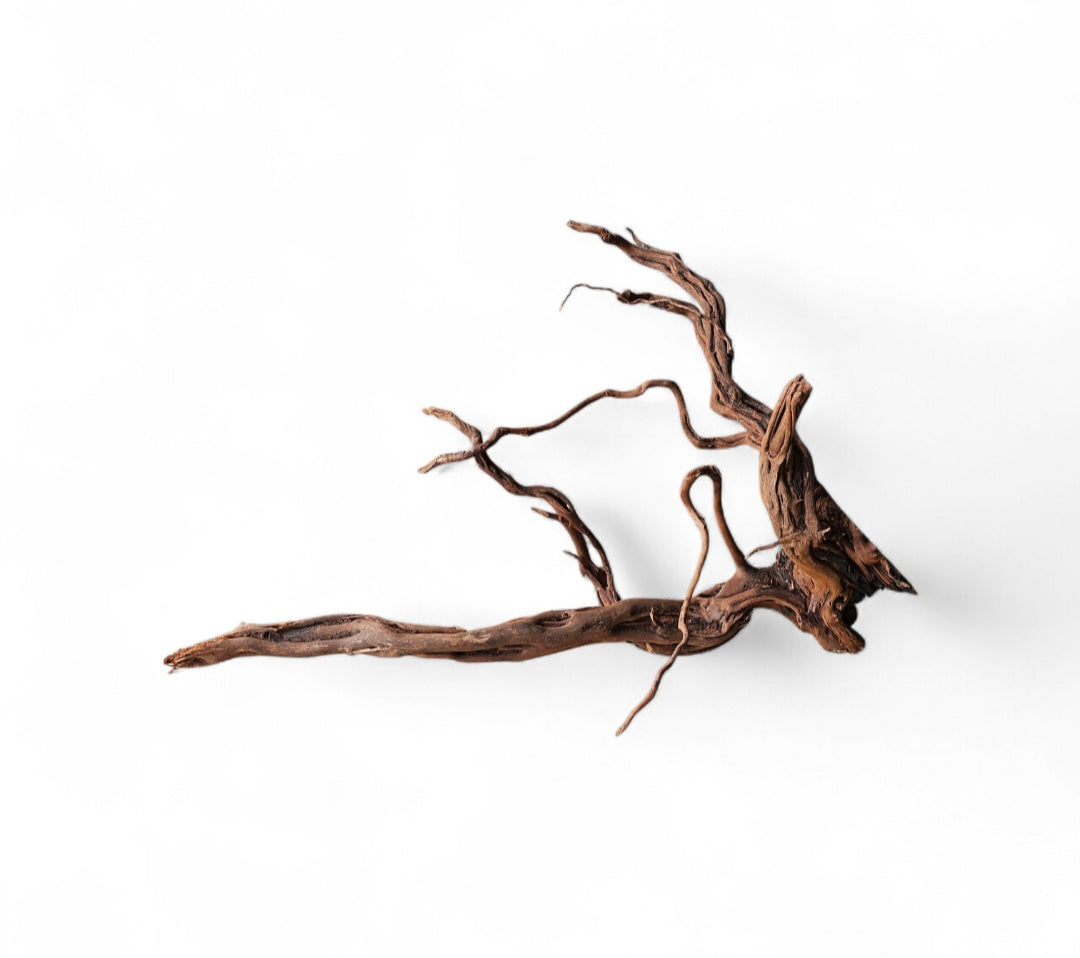 Dragon Wood / Curl Wood Wurzel315