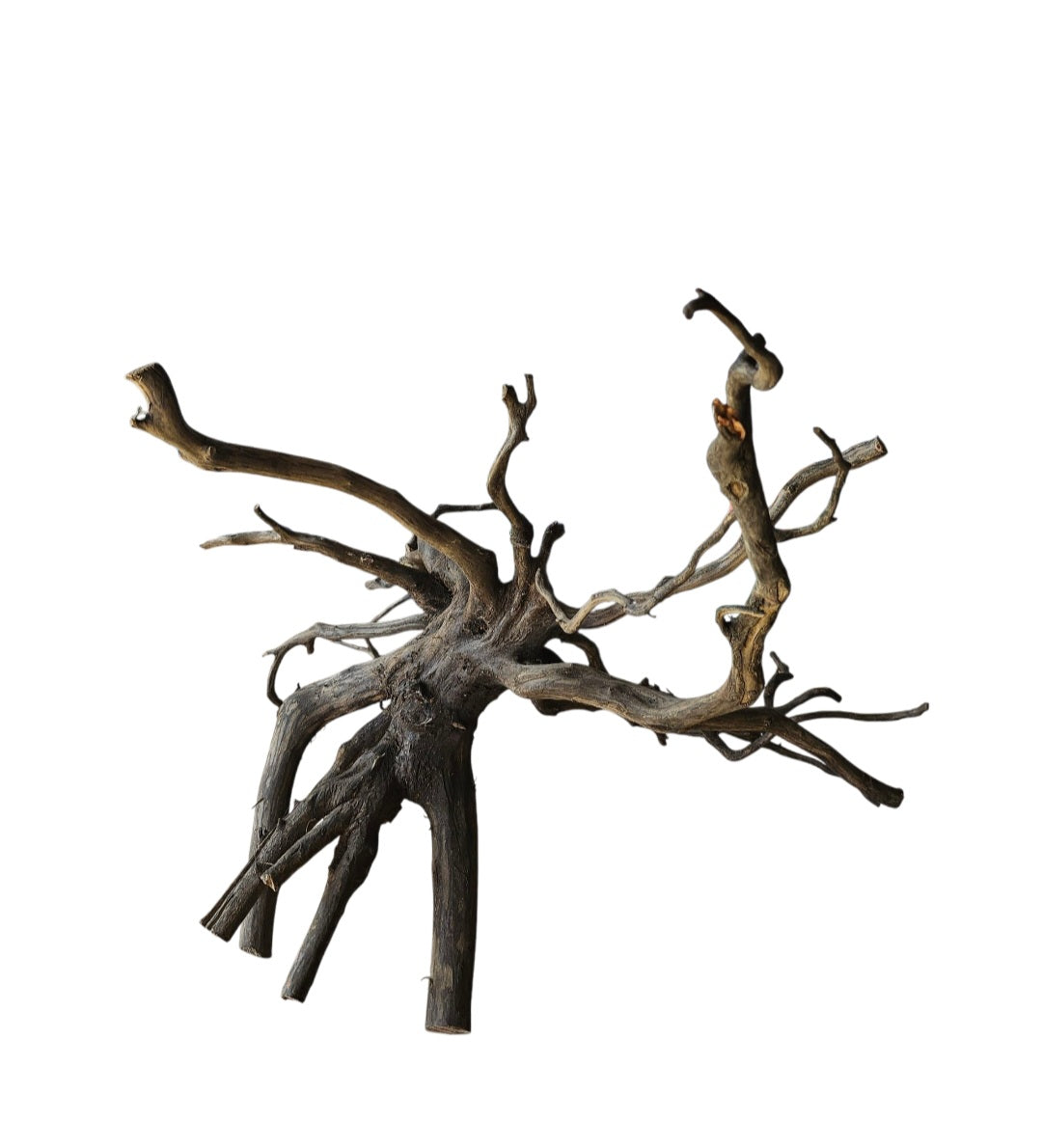 Rasamala Black Scaper Root Nr.769