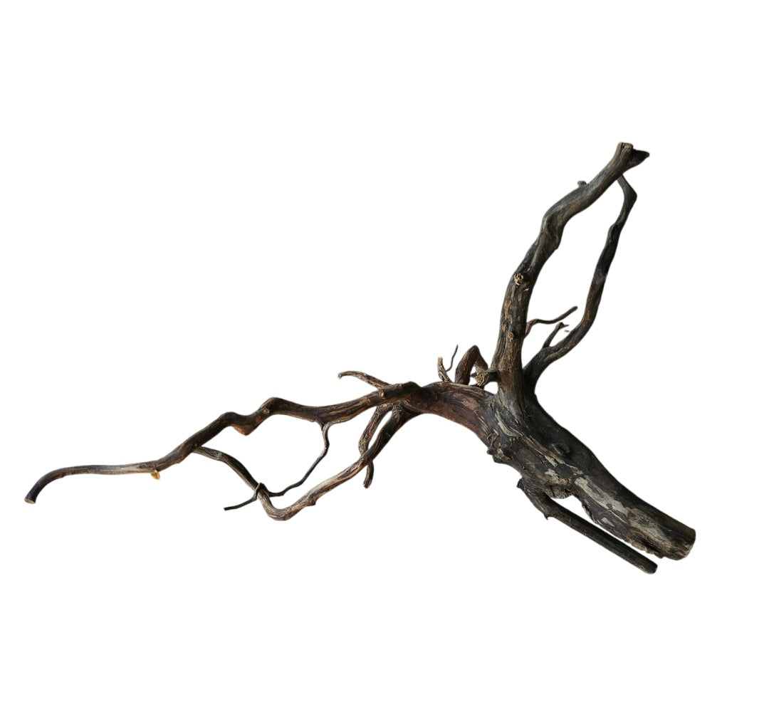 Rasamala Black Scaper Root Nr.770