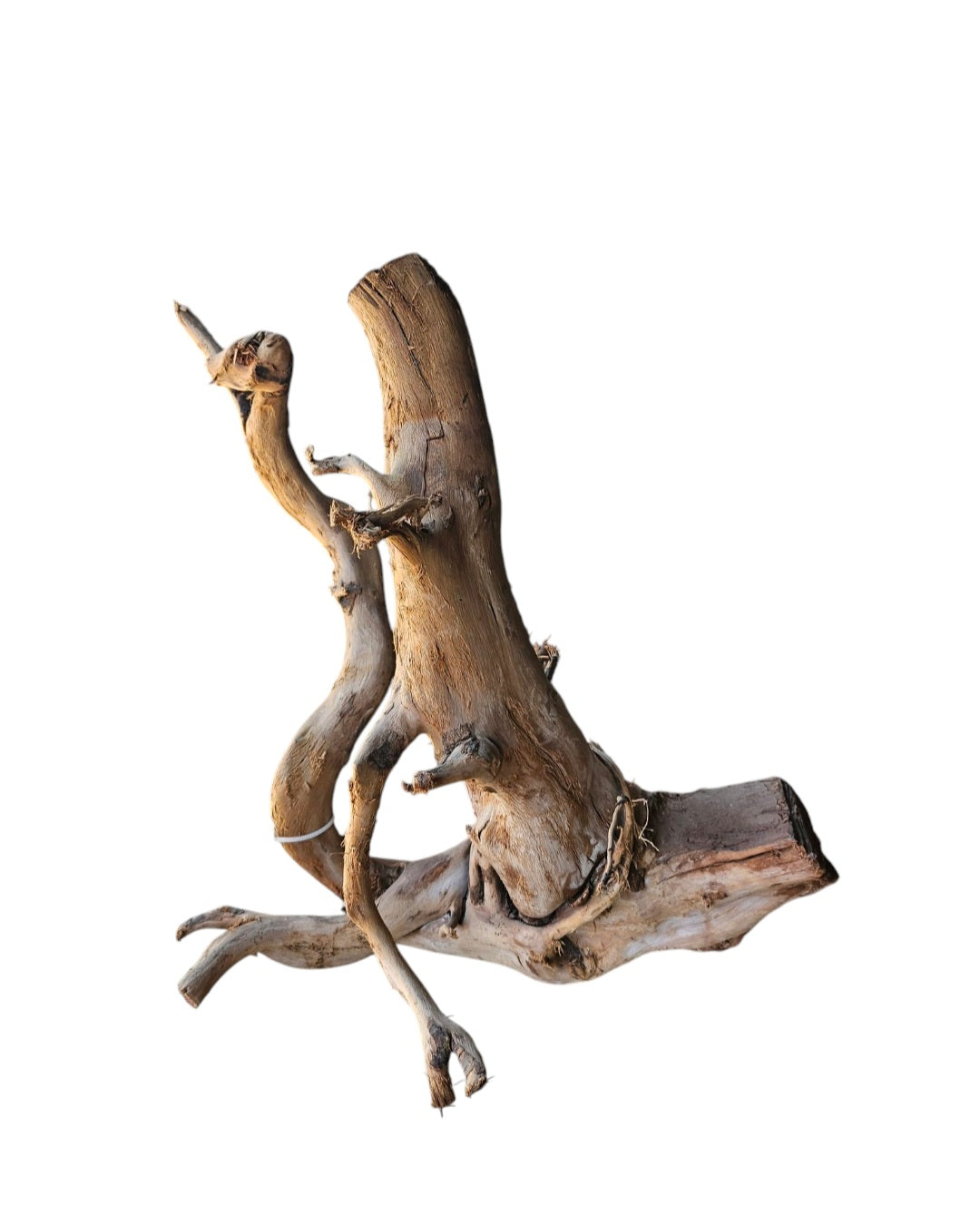 Dunkle Moorwurzel 40-55 cm Wurzel402