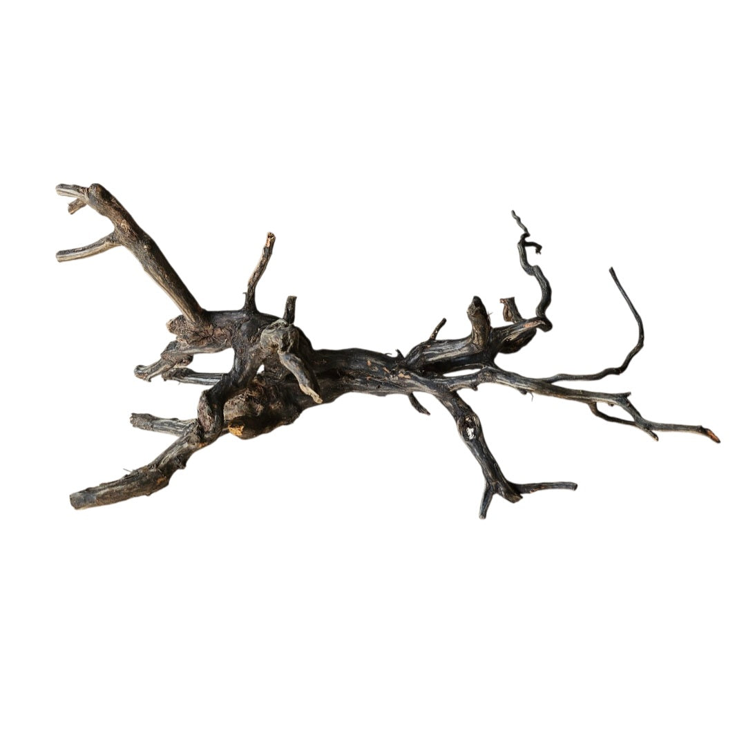 Rasamala Black Scaper Root Nr.759