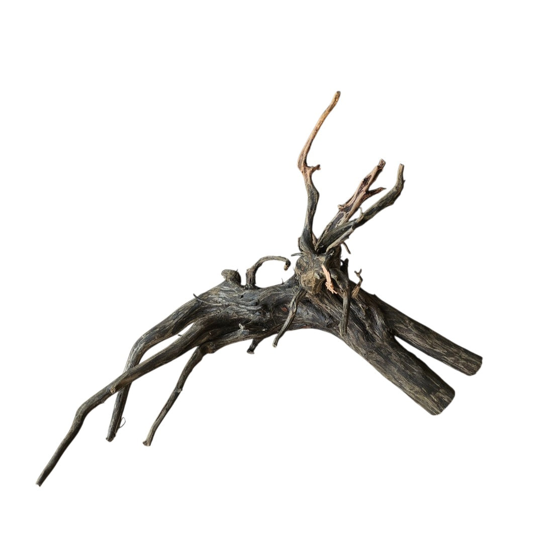 Rasamala Black Scaper Root Nr.771