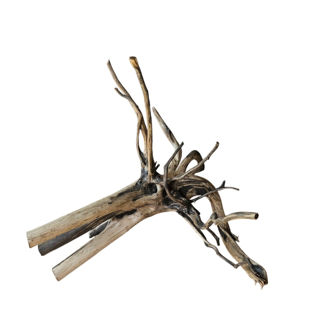 Rasamala Black Scaper Root Nr.757