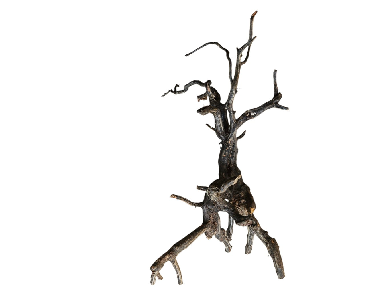 Rasamala Black Scaper Root Nr.759