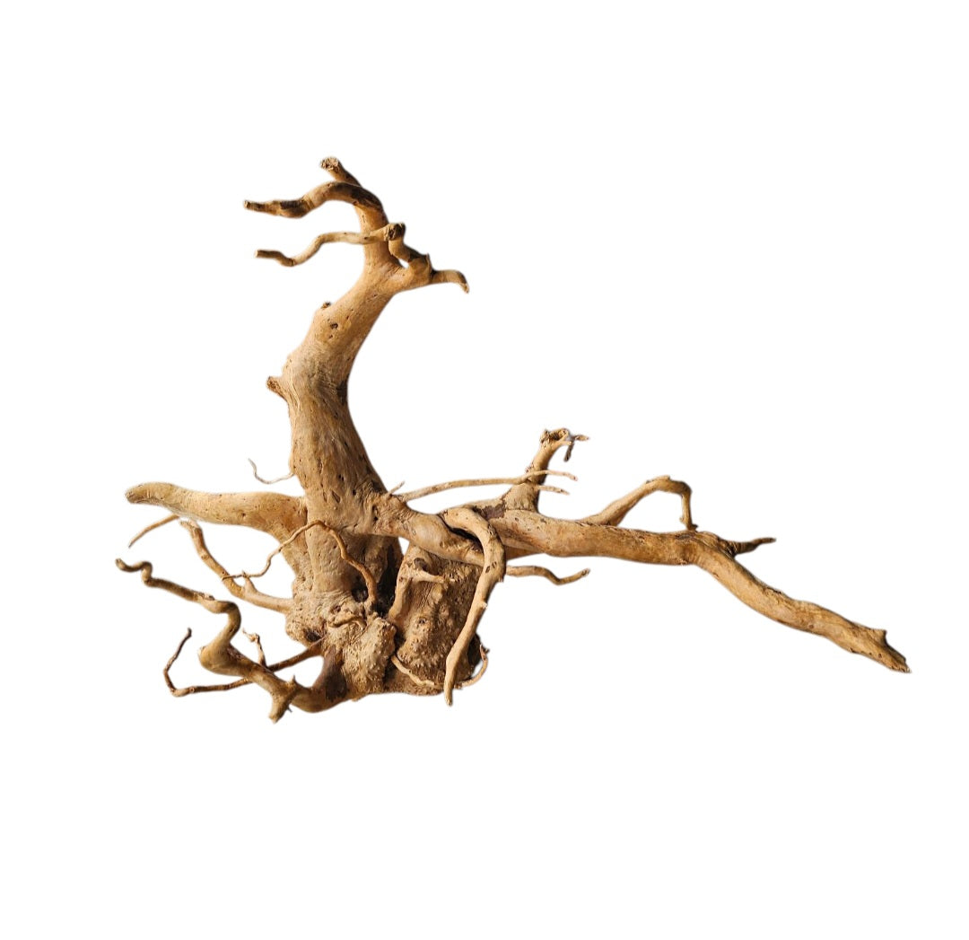 Rote Moorwurzel / Fingerwurzel Größe XL Wurzel918