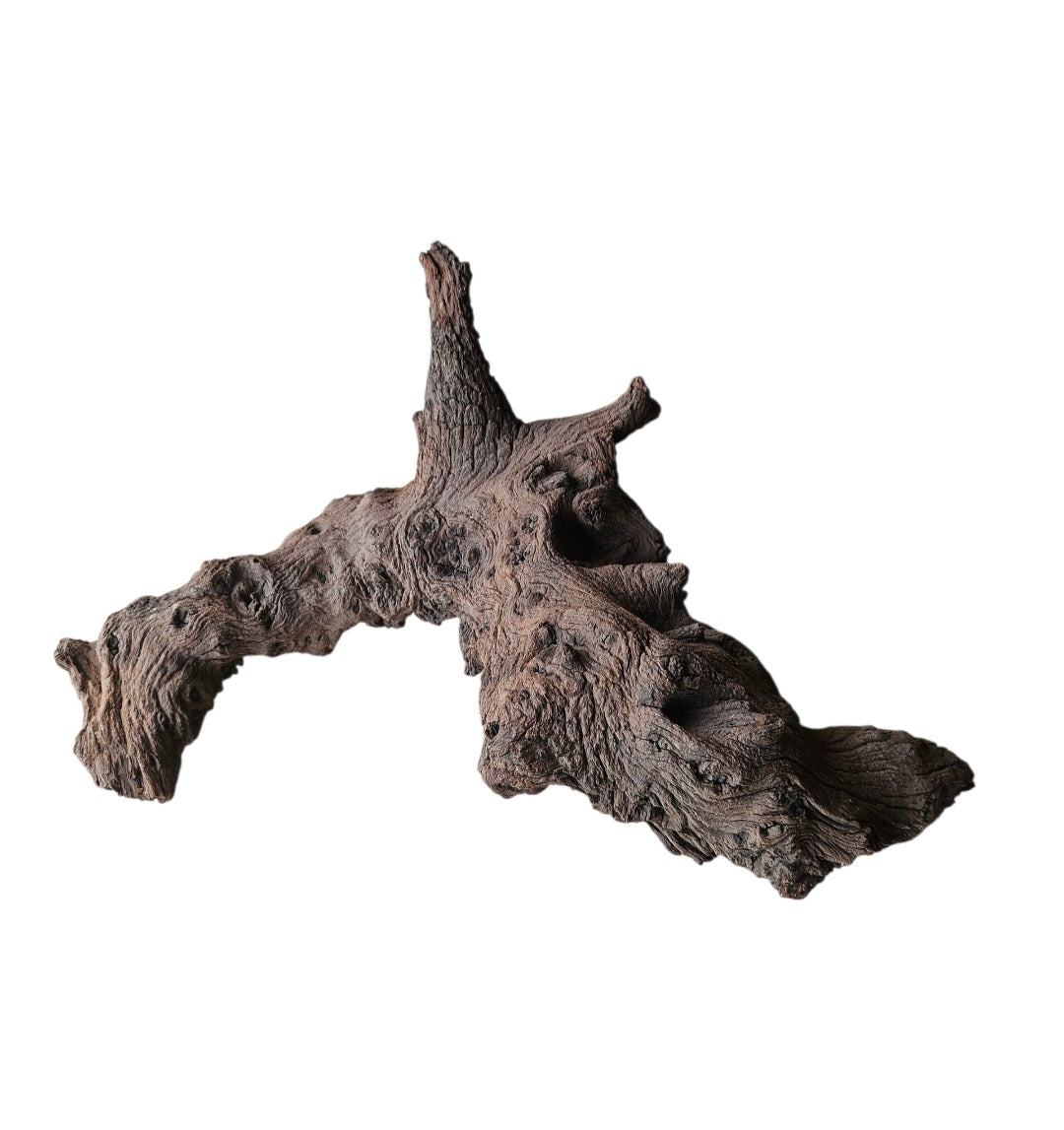 Mopani Wurzel Nr.790