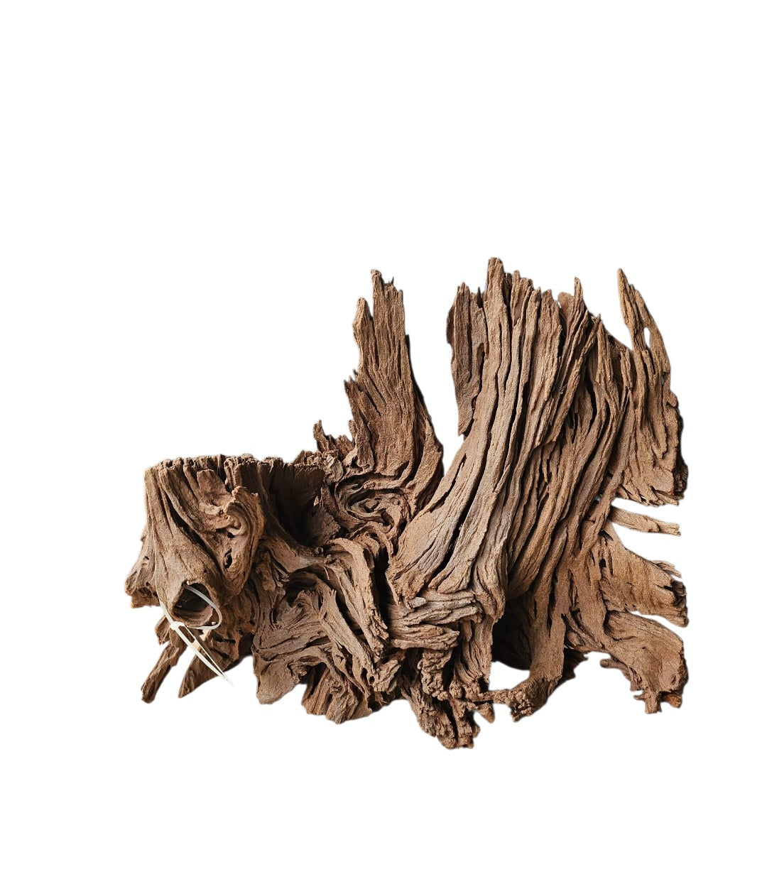 Mangrove Größe XL / Nr.72