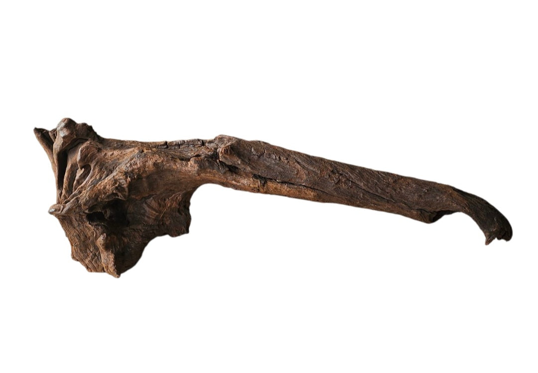Driftwood / Flusswurzel Nr. 258