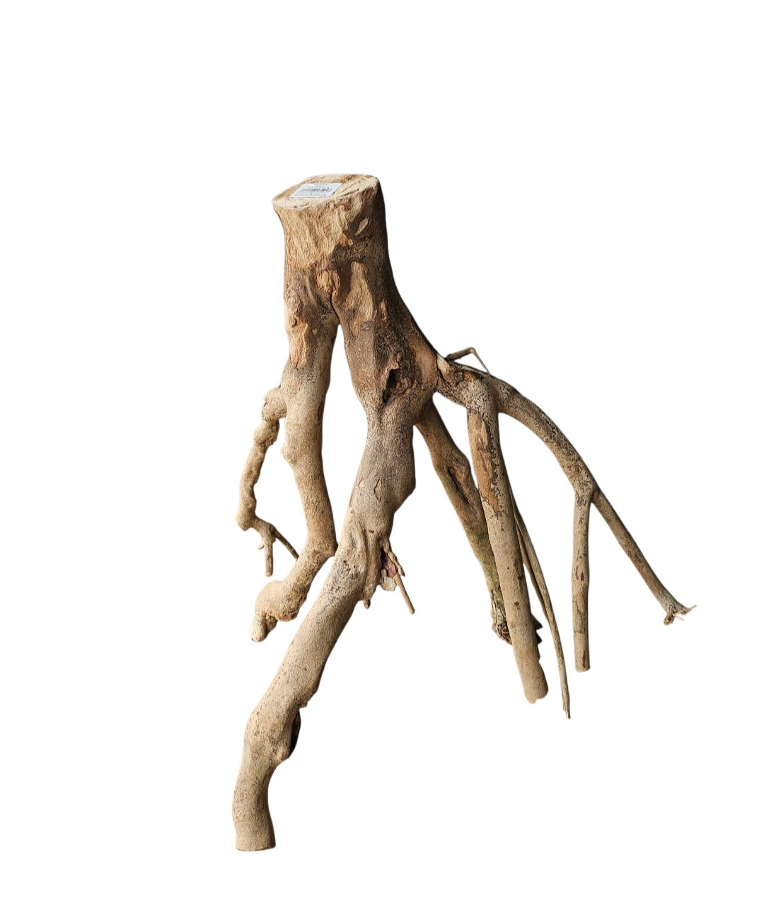 Talawa Holz/Wood 30-45cm Nr. 241