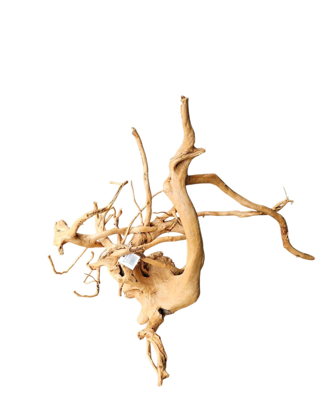 Rote Moorwurzel / Fingerwurzel Größe L Nr.320