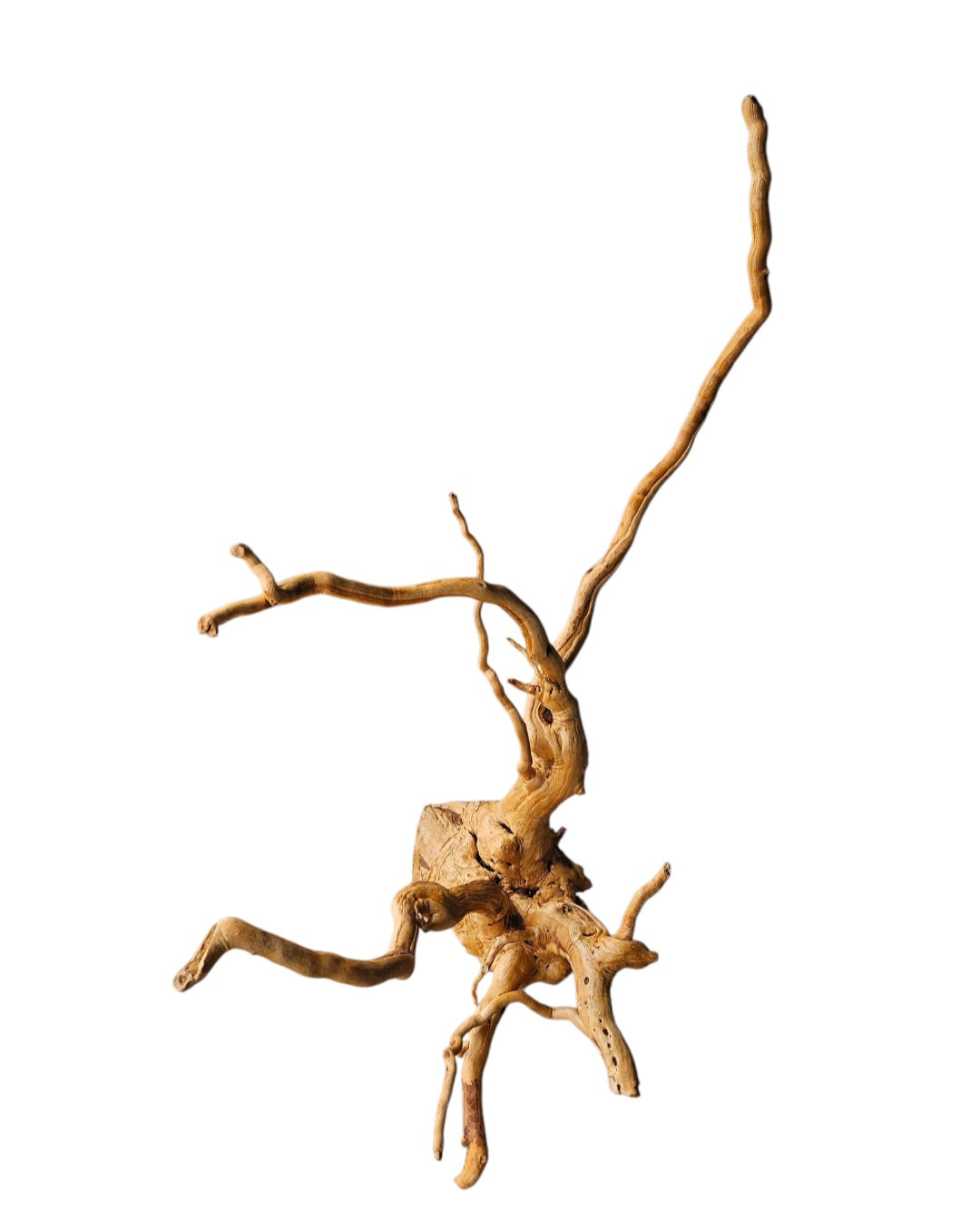 Rote Moorwurzel / Fingerwurzel Größe L Nr.570