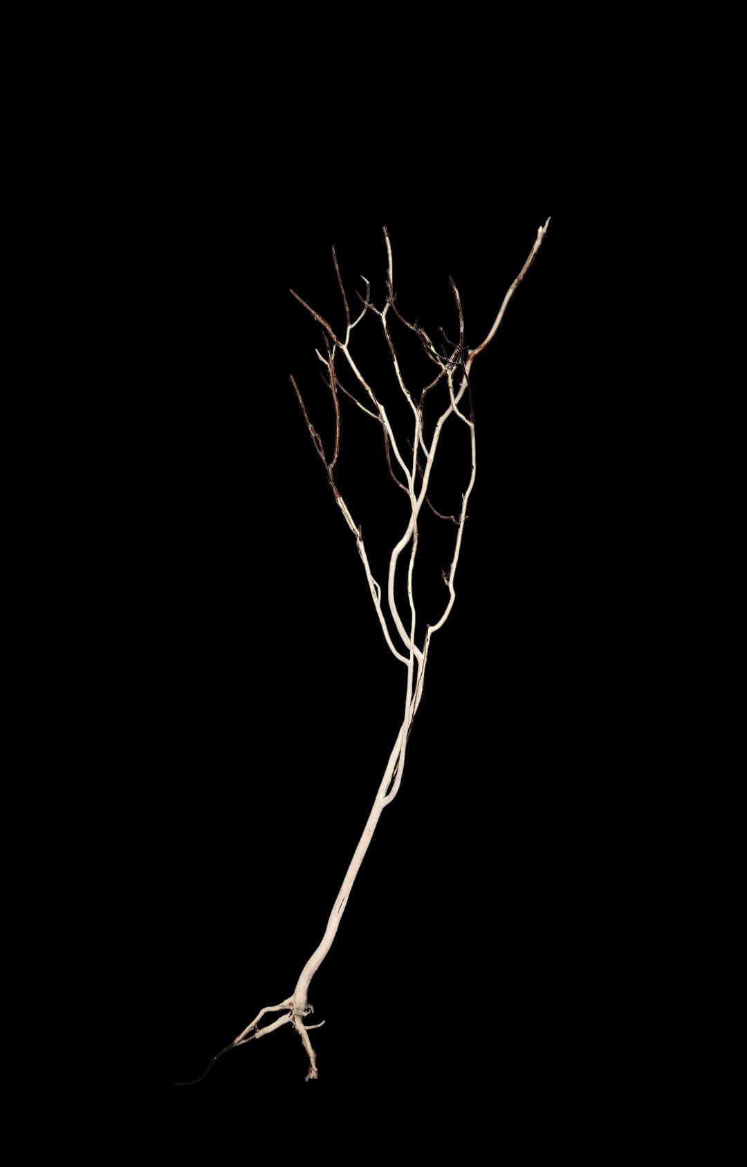 Ghost Wood L Nr.779