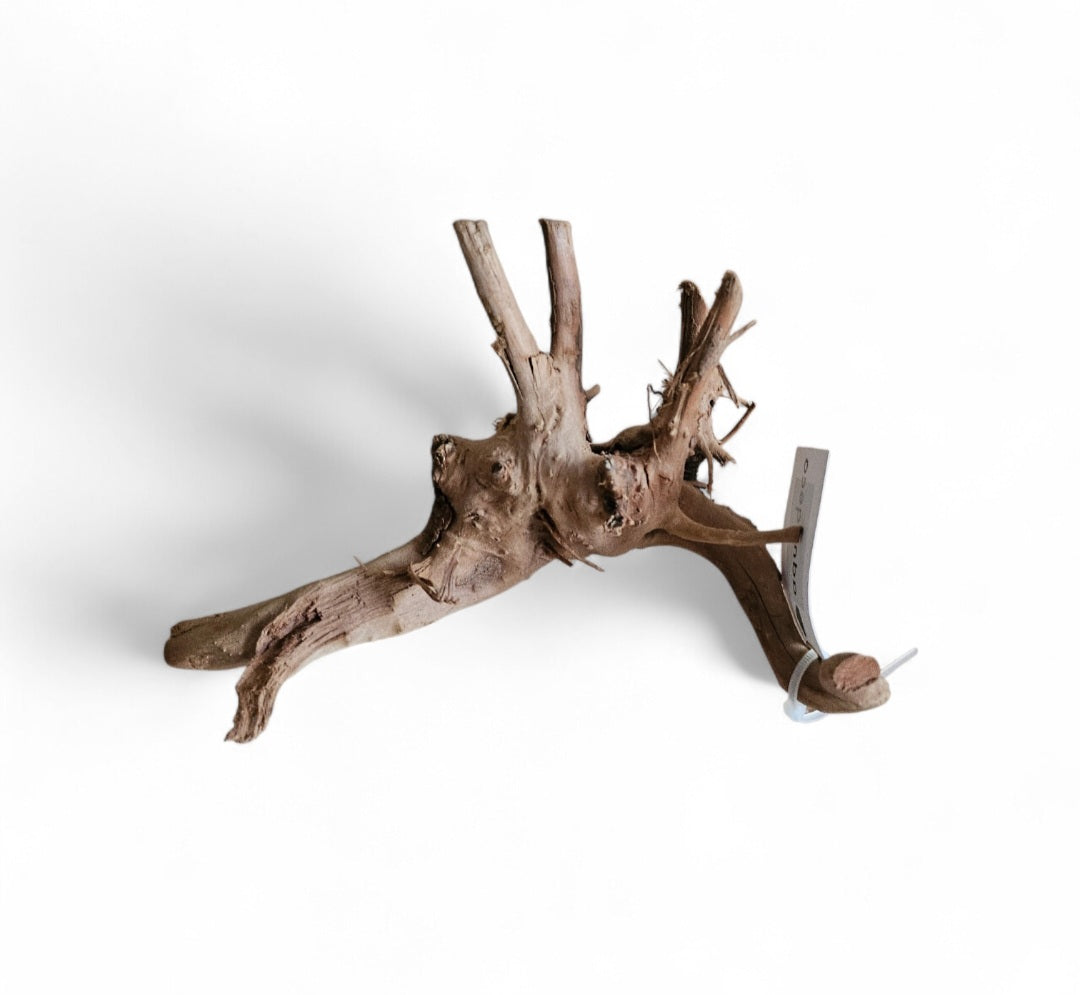 Rote Moorwurzel / Fingerwurzel Größe S Nr.898