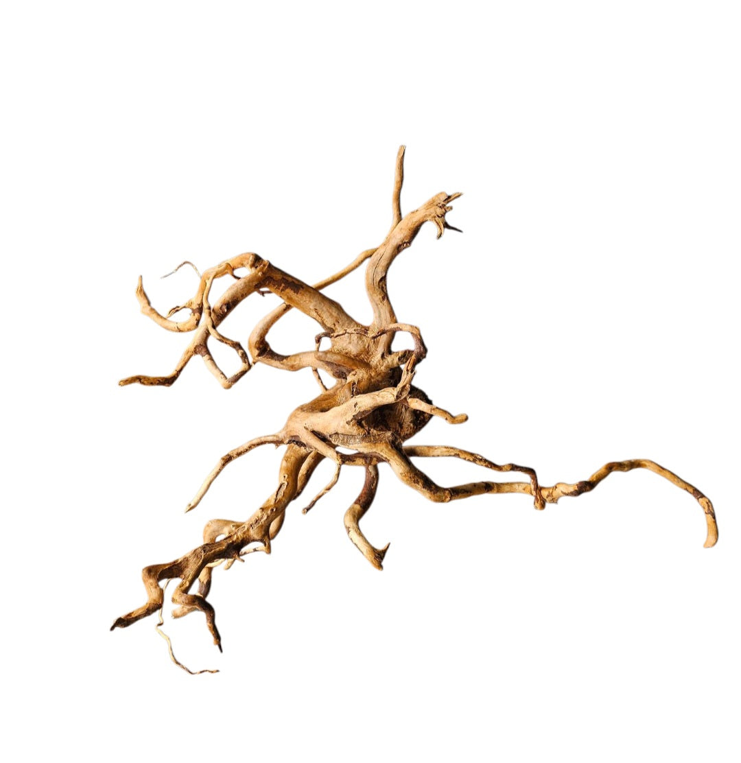 Rote Moorwurzel / Fingerwurzel Größe XL Nr.397