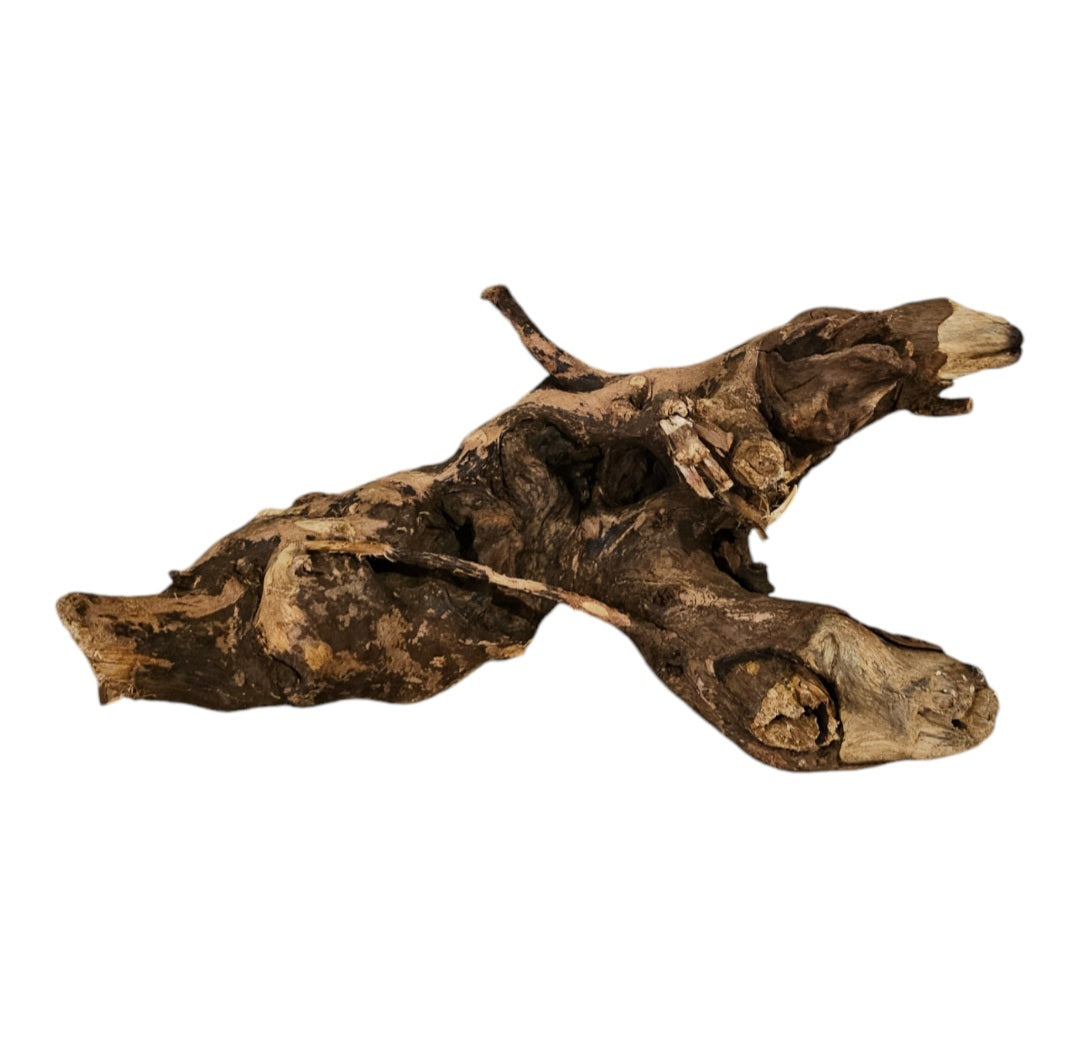 Shenmu Wurzel Nr.707