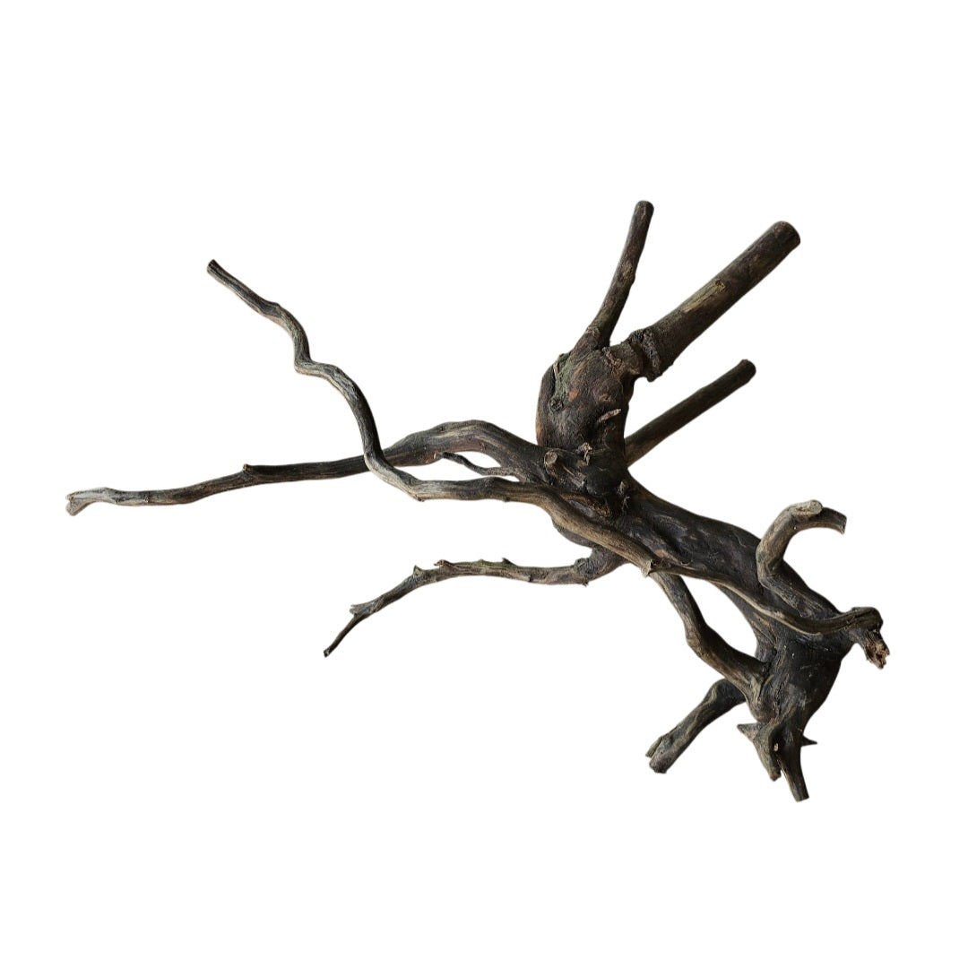 Rasamala Black Scaper Root Nr.744