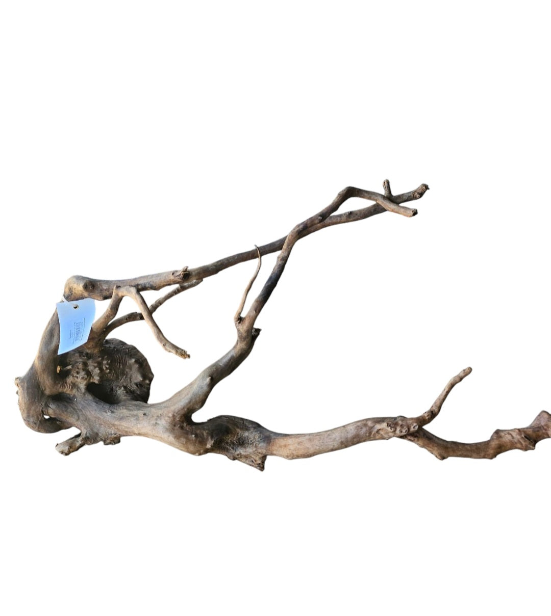 Dunkle Moorwurzel 40-55 cm Wurzel502
